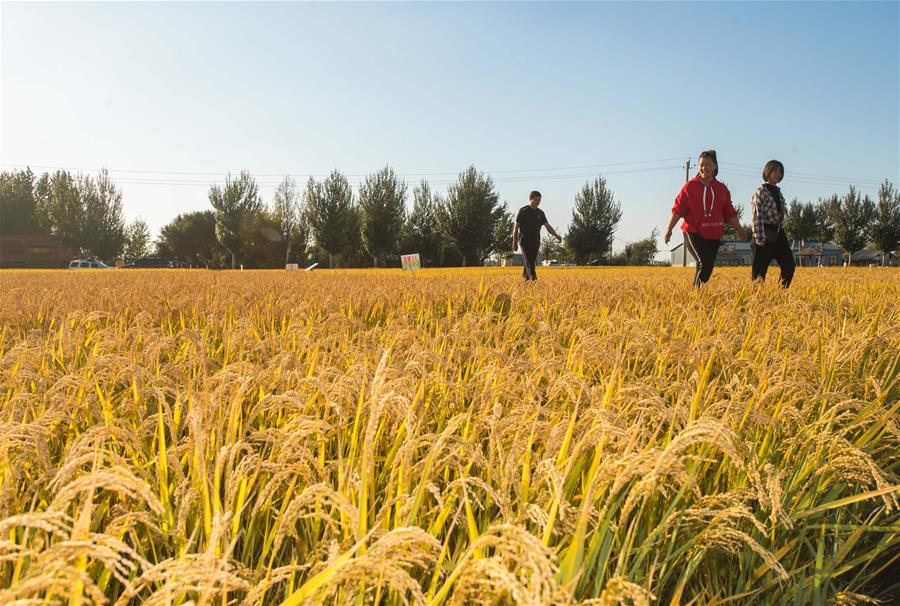 （在习近平新时代中国特色社会主义思想指引下——新时代新作为新篇章·图文互动）（4）从“白米”到“金米”的“品牌突击”——吉林稻田“种出”的农业供给侧改革样本
