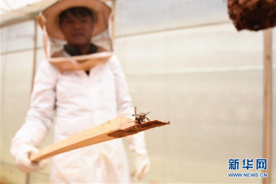 #（经济）（3）贵州望谟：胡蜂养殖助力脱贫增收