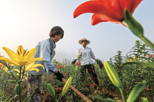 龙山百合分外香