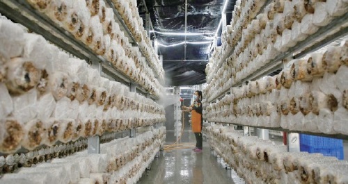 做强特色产业　铺厚集体家底