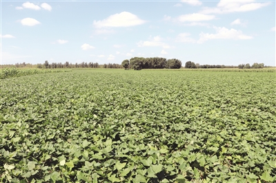 地瓜之村——双辽市茂林镇孟益村