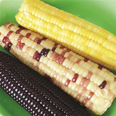 甜糯玉米.jpg 甜糯玉米.jpg