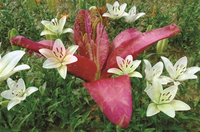 百合之乡.jpg 百合之乡.jpg